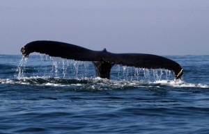A humpback whale is seen near the coast of Mazatlan