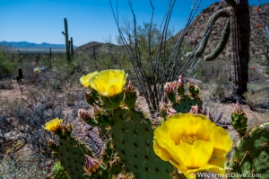 Saguaro-NPS-cactus-flowers-6